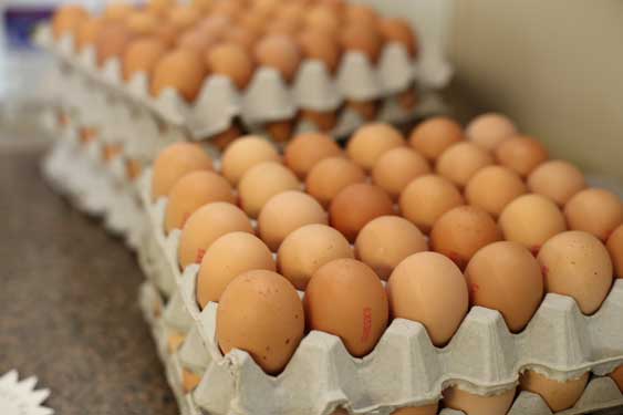 fresh farm eggs from Sydney wholesale and retails